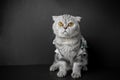 Scottish fold cat are squat on table Royalty Free Stock Photo