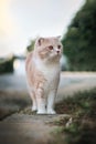 Scottish fold cat standing in the garden with green grass. Cream tabby cat standing on the grass in the park Royalty Free Stock Photo