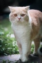 scottish fold cat standing in the garden with green grass. Orange cat looking at something. Cream tabby cat standing on the grass Royalty Free Stock Photo