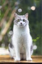 Scottish fold cat standing in the garden with green grass.Tabby cat looking at camera with wooden floor.Cute cat on blurred of