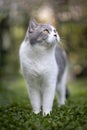 Scottish fold cat standing in the garden with green grass.Tabby cat looking at something with sunset.Cute cat on blurred of green