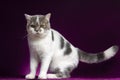 Scottish fold cat standing on violet background in studio. Tabby cat looking at toys on purple background