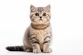 Scottish Fold Cat Stands On A White Background