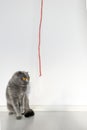A Scottish fold cat stares stupidly at her beloved red rope. Beautiful gray cat with bright orange eyes and a serious face. Royalty Free Stock Photo
