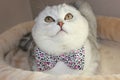 Scottish Fold cat