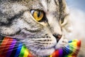 Scottish fold cat in a tie butterfly rainbow colors
