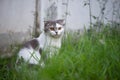 scottish fold cat white and grey in the garden Royalty Free Stock Photo