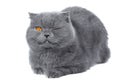 Scottish fold cat wink Royalty Free Stock Photo