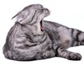 Scottish fold cat yawning isolated Royalty Free Stock Photo