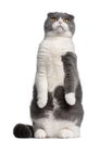 Scottish Fold cat, 1 year old Royalty Free Stock Photo