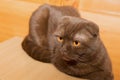 Scottish fold cat with yellow eyes Royalty Free Stock Photo