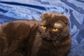 Scottish fold cat with yellow eyes Royalty Free Stock Photo