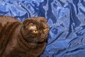 Scottish fold cat with yellow eyes Royalty Free Stock Photo