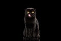 Scottish Fold Cat with Yellow eyes Sitting and Licked, Black Isolated