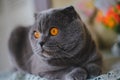 Blue Cat Scottish Fold folded ears