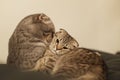 Scottish fold cats love Royalty Free Stock Photo