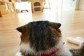 Scottish Fold, Close up head cat looking out the door.