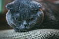 Scottish fold gray cat with orange eyes lays on chair alone and bored. Stay at home coronavirus covid-19 quarantine