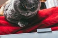Scottish fold gray cat with orange eyes lays on sofa alone. Stay at home coronavirus covid-19 quarantine concept