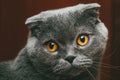 Scottish fold gray cat with orange eyes sits alone. Stay at home coronavirus covid-19 quarantine concept