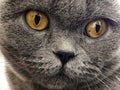 Scottish Fold gray cat. A portrait photo of the eyes of a domestic cat Felis catus