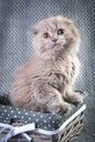 Scottish fold Highland fold kitten gray fluffy cat Royalty Free Stock Photo