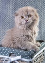 Scottish fold Highland fold kitten gray fluffy cat Royalty Free Stock Photo