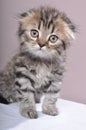 Scottish fold kitten Royalty Free Stock Photo