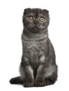 Scottish Fold Kitten, 3 months old, sitting Royalty Free Stock Photo