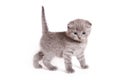 Scottish Fold Kitten Royalty Free Stock Photo