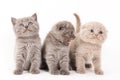 Scottish Fold Kitten Royalty Free Stock Photo