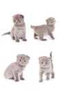 Scottish Fold Kitten Royalty Free Stock Photo