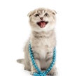 Scottish fold kitten Royalty Free Stock Photo