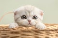 Scottish fold kitten in a basket exudes charm and playfulness Royalty Free Stock Photo
