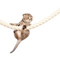 Scottish fold kitten climbing