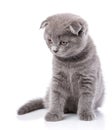 Scottish fold kitten. Funny, breed kitten looks to the left, iso