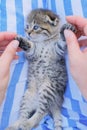 Scottish fold kitten. gray tabby kitten portrait. lies on the back on a blue and white background.Pets.kitten with blue