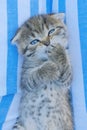 Scottish fold kitten. gray tabby kitten portrait. lies on the back and licks his paw on a blue and white striped