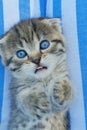Scottish fold kitten. gray tabby kitten portrait. lies on the back on a striped background.Pets.kitten with blue eyes