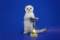 Scottish Fold kitten posing near the prize cup. The kitten is the winner in a studio blue background. Royalty Free Stock Photo