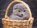 Scottish fold kitten. A puffy kitten sitting in a basket Royalty Free Stock Photo