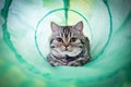 Scottish Fold Kitten Relaxing in a Cat Toy Tube while wearing a bow tie