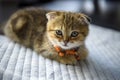 Scottish Fold kitten Sit comfortably on the soft white cloth. on a black background in the house. beautiful little tabby cat Wear Royalty Free Stock Photo