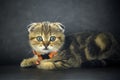 scottish fold kitten wearing an orange necklace Posing in a squat position The picture looks outstanding. cute little striped Royalty Free Stock Photo