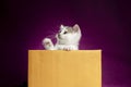 Scottish fold Kittens in a box with purple background in the studio.Beautiful tabby kitten on violet background Royalty Free Stock Photo