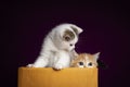 Scottish fold Kittens in a box with purple background in the studio. Tabby with Ginger Cat on playing in box.Orange cat hiding in Royalty Free Stock Photo