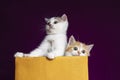 Scottish fold Kittens in a box with purple background in the studio. two tabby kitten on violet background Royalty Free Stock Photo