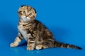 Scottish fold shorthair cat on colored backgrounds