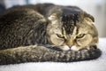 Scottish Fold sleeps on a white towel in the interior