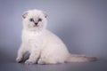 Scottish Fold small cute kitten blue colorpoint white Royalty Free Stock Photo